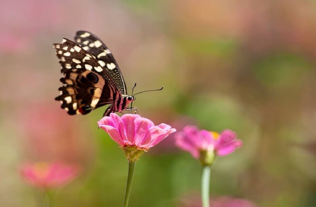 Butterfly Garden Dubai Colorful Butterflies.jpg