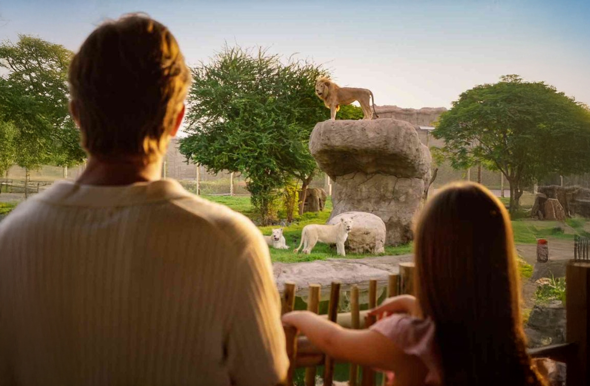 Dubai Safari Park Lion.jpg