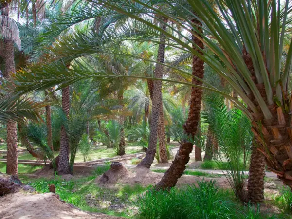 Al Ain Oasis