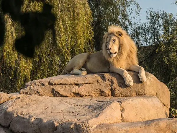Al Ain Zoo