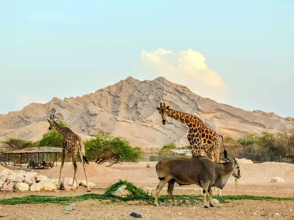 Al Ain Zoo