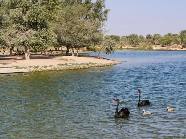 Al Qudra Lake