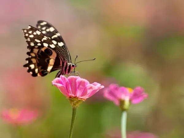 Butterfly Garden Dubai