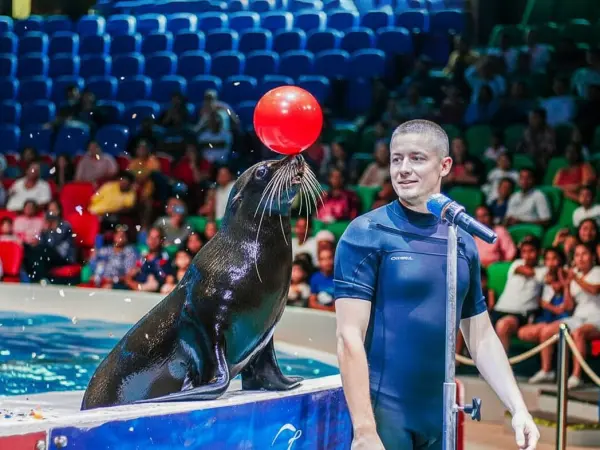 Dolphin Show