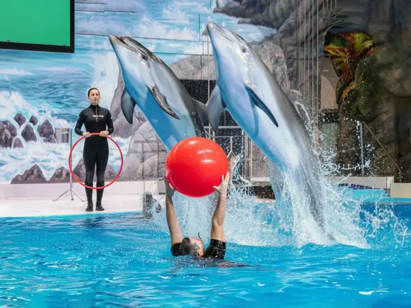 Dolphin Show