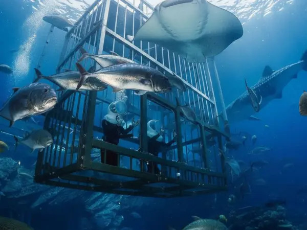Dubai Aquarium & Underwater Zoo
