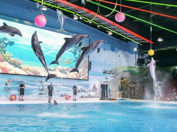 Dolphin Show