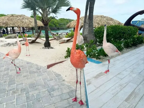 Flamingo Beach