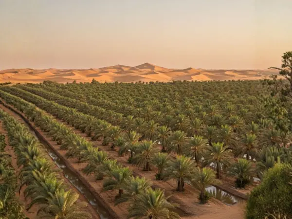 Liwa Oasis