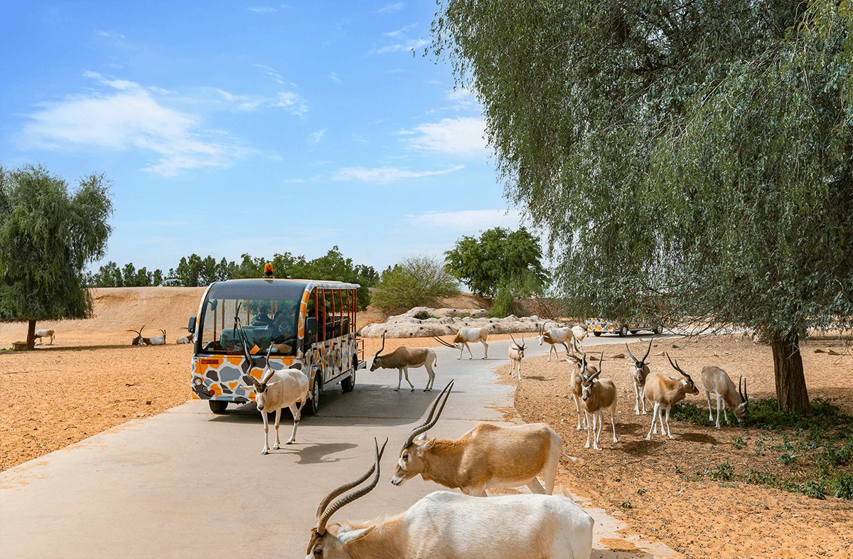 Dubai Safari Park