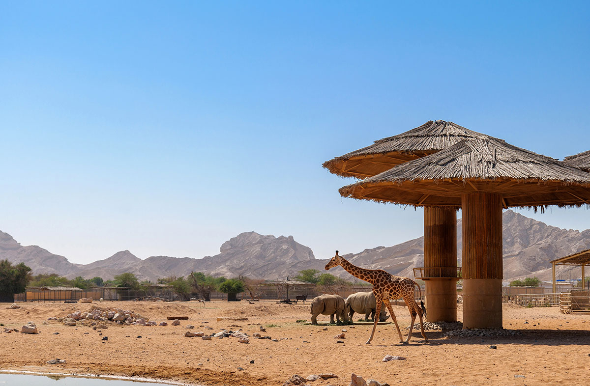 Al Ain Zoo African Safari Area