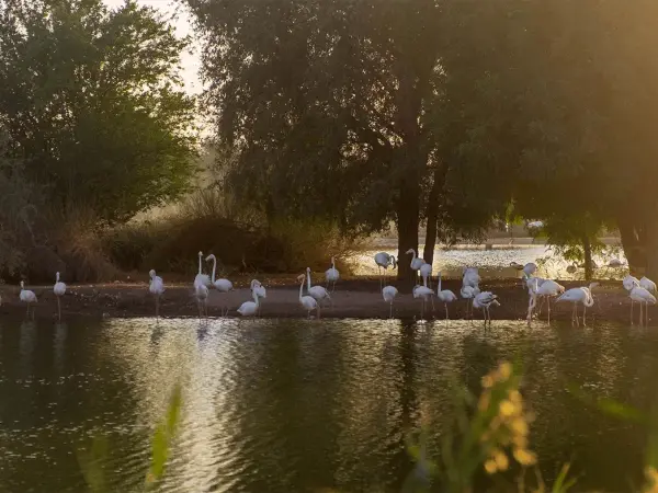 Al Qudra Lake