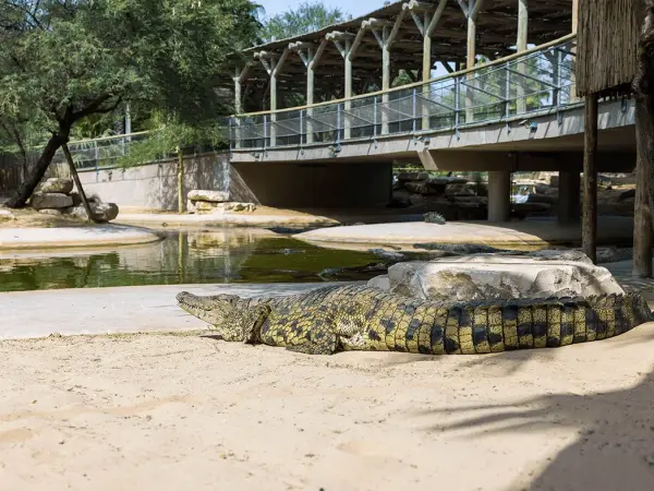 Dubai Crocodile Park
