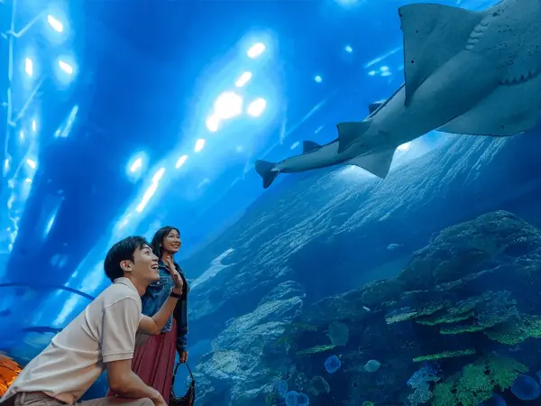 Dubai Aquarium & Underwater Zoo