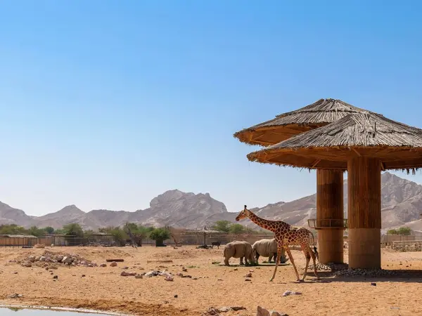 Full Day Al Ain City Sightseeing Tour