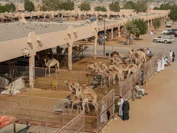 Full Day Al Ain City Sightseeing Tour