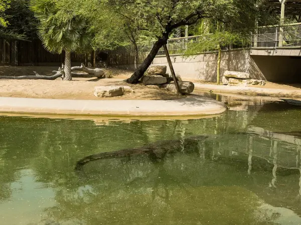Dubai Crocodile Park