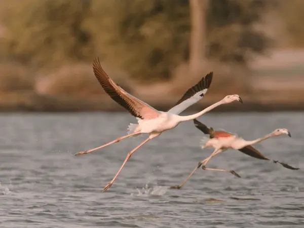 Al Qudra Lake