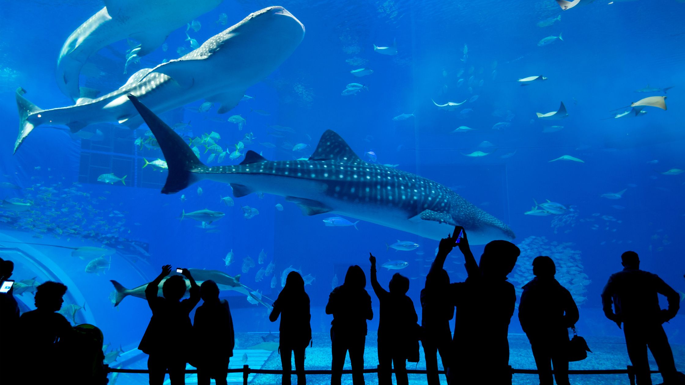Exploring The Wonders Of The Dubai Aquarium: An Unforgettable Underwater Adventure