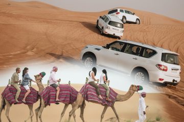 Morning/Evening Camel Tracking in the Desert