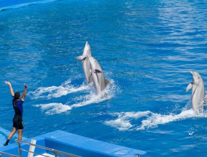 Dubai Dolphinarium