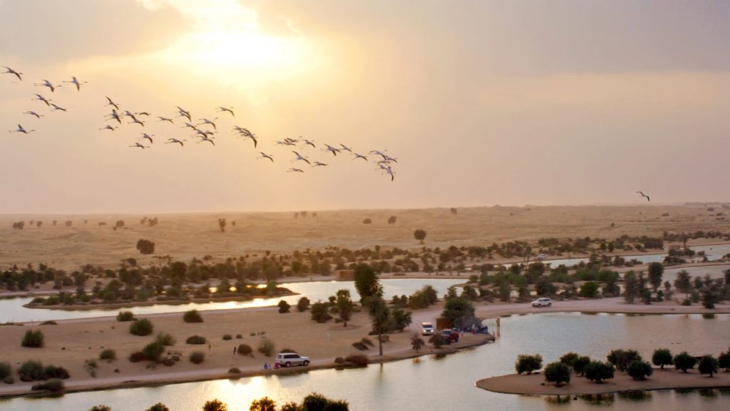 Al Qudra Lake