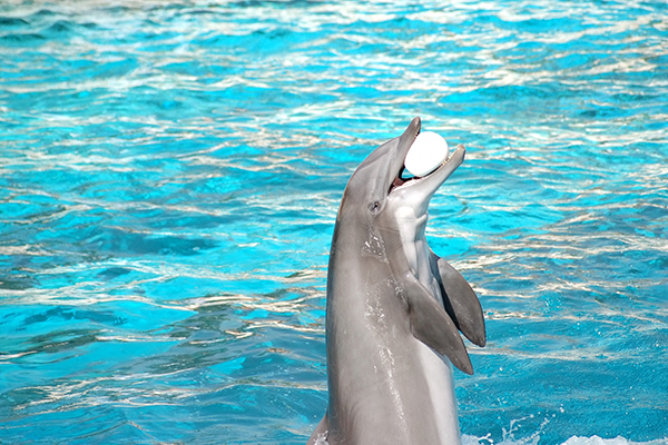 Book Dolphin Show Tours
