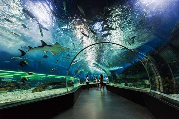 Book Dubai Aquarium Tours