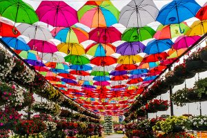 Book Miracle Garden Dubai Tours