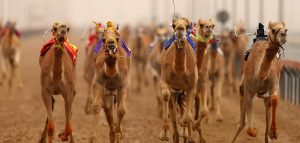 Dubai Camel Racing club DCRC