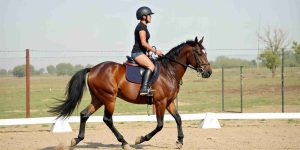Horse Riding At White Level