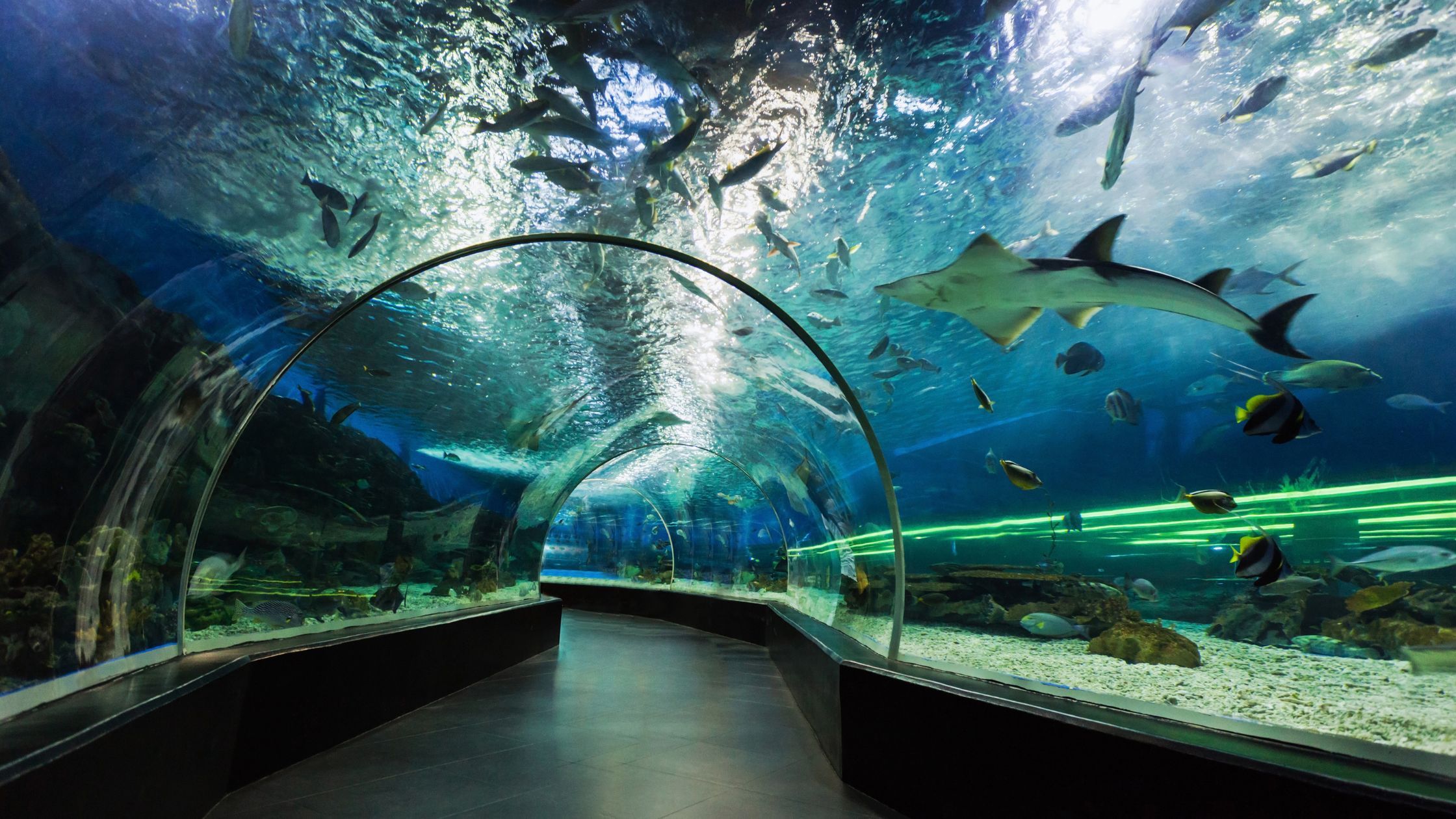 Dubai Aquarium tunnel and The Underwater Zoo tour