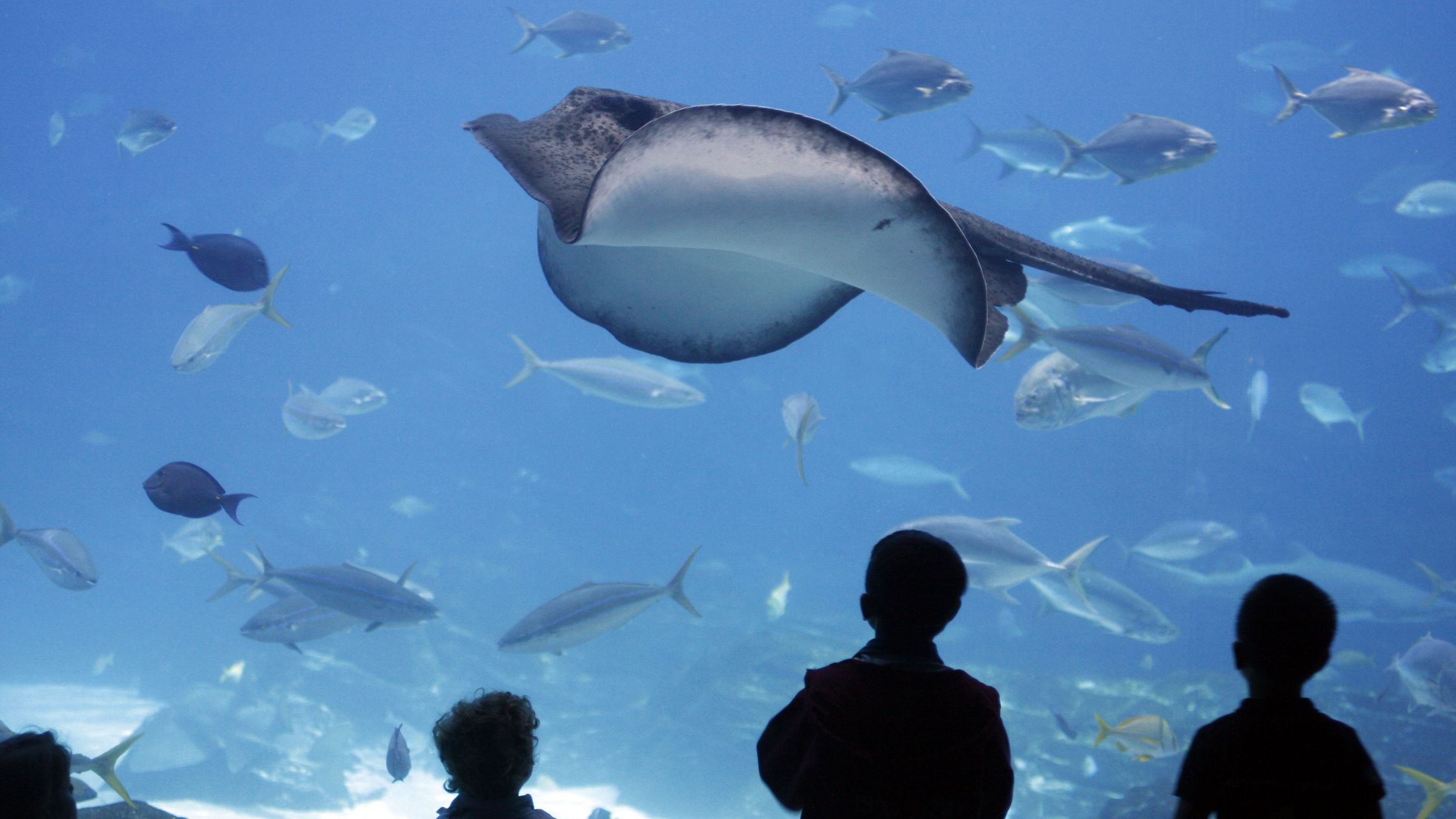 Dubai Aquarium and The Underwater Zoo tour