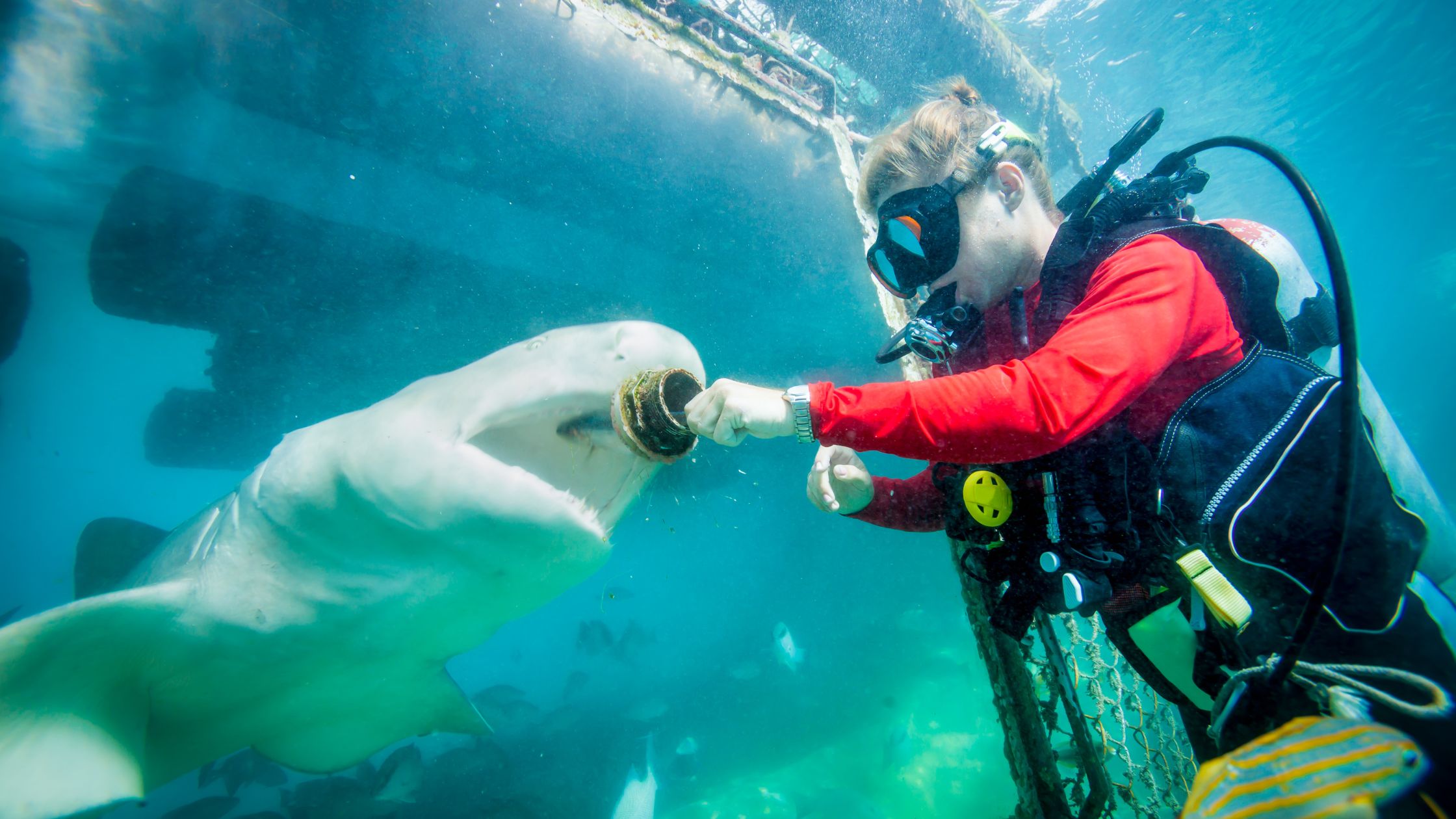 Shark Feeding in Dubai Aquarium