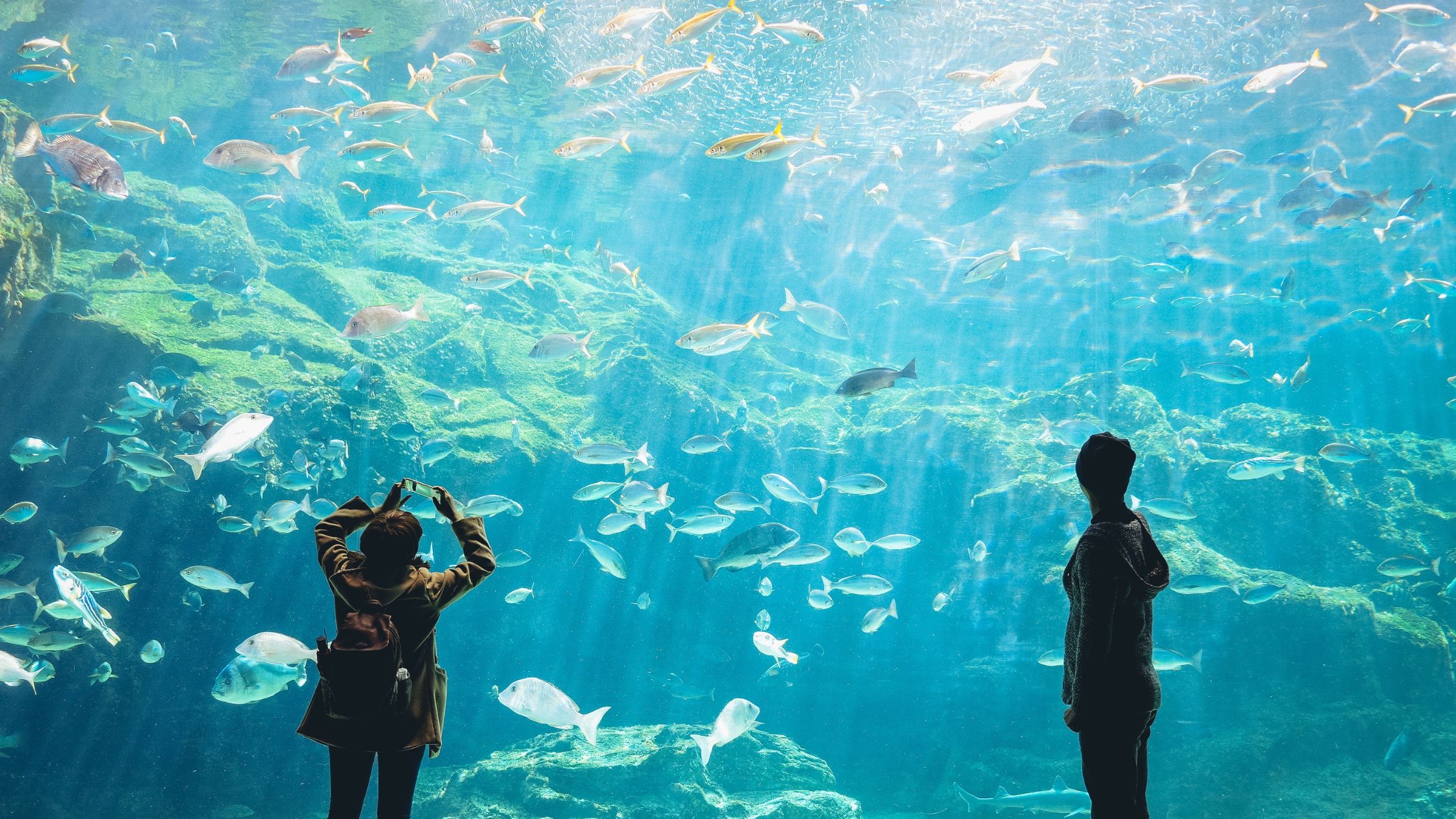Underwater Zoo in Dubai Tour