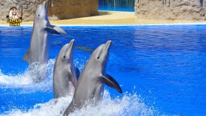 Dolphin Show