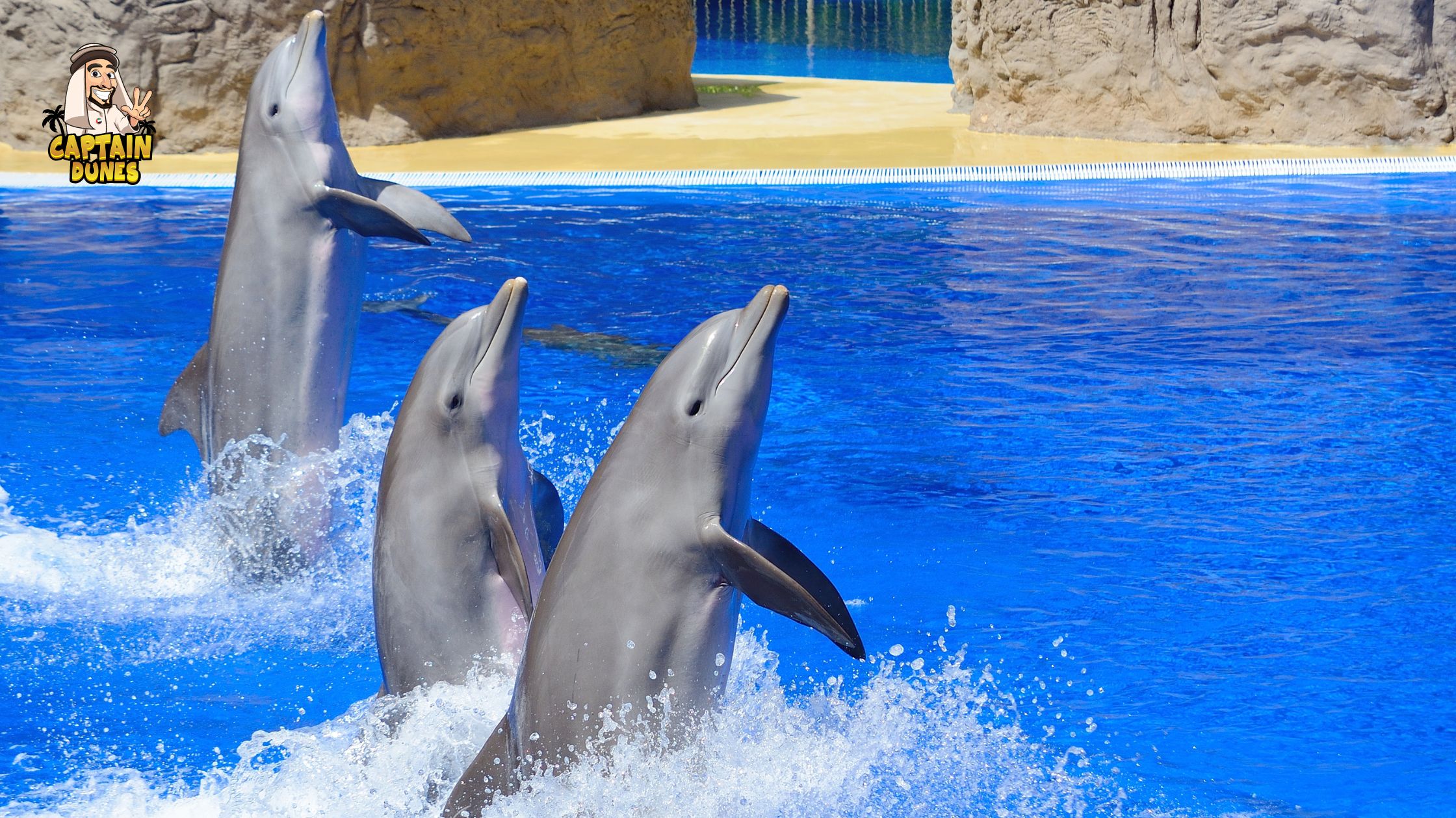 Dolphin Show