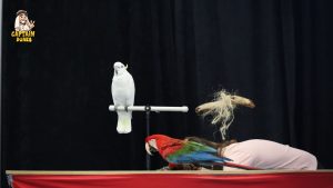 bird show