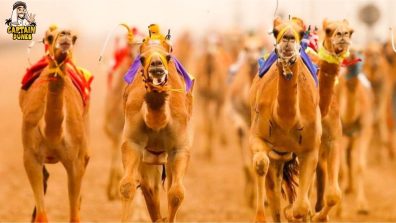 Dubai Camel Racing Festival