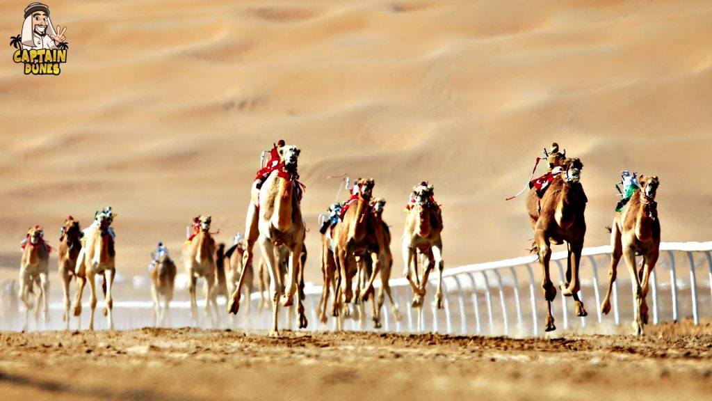 Camel Racing History Book Experience Dubai Camel Racing Festival at Al Marmoom