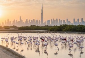 Ras Al Khor Wildlife Sanctuary In Dubai